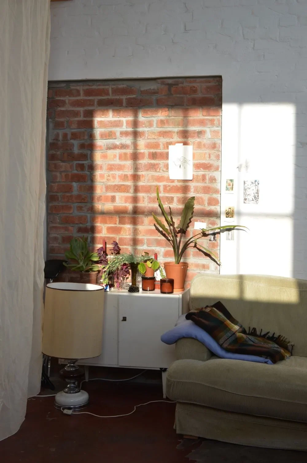 Sunlight falling across a living room with plants and a sofa.